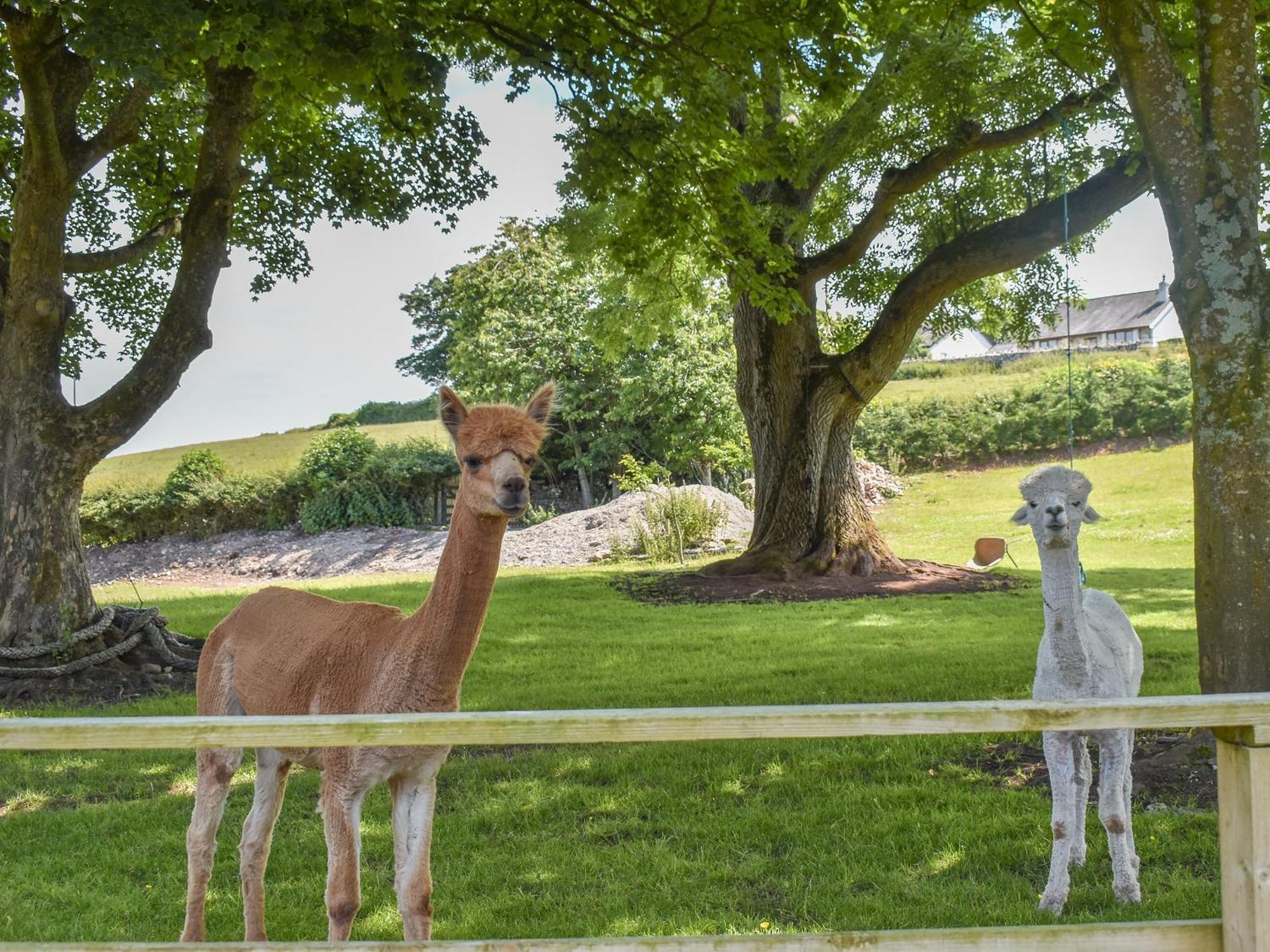 Pine Lodge - Uk30007 Lindal in Furness エクステリア 写真